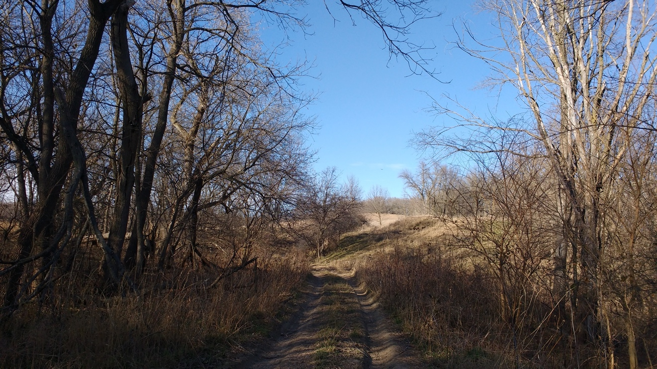 A photo looking down a dirt road with trees on either side and a clear daytime sky above. More description below.