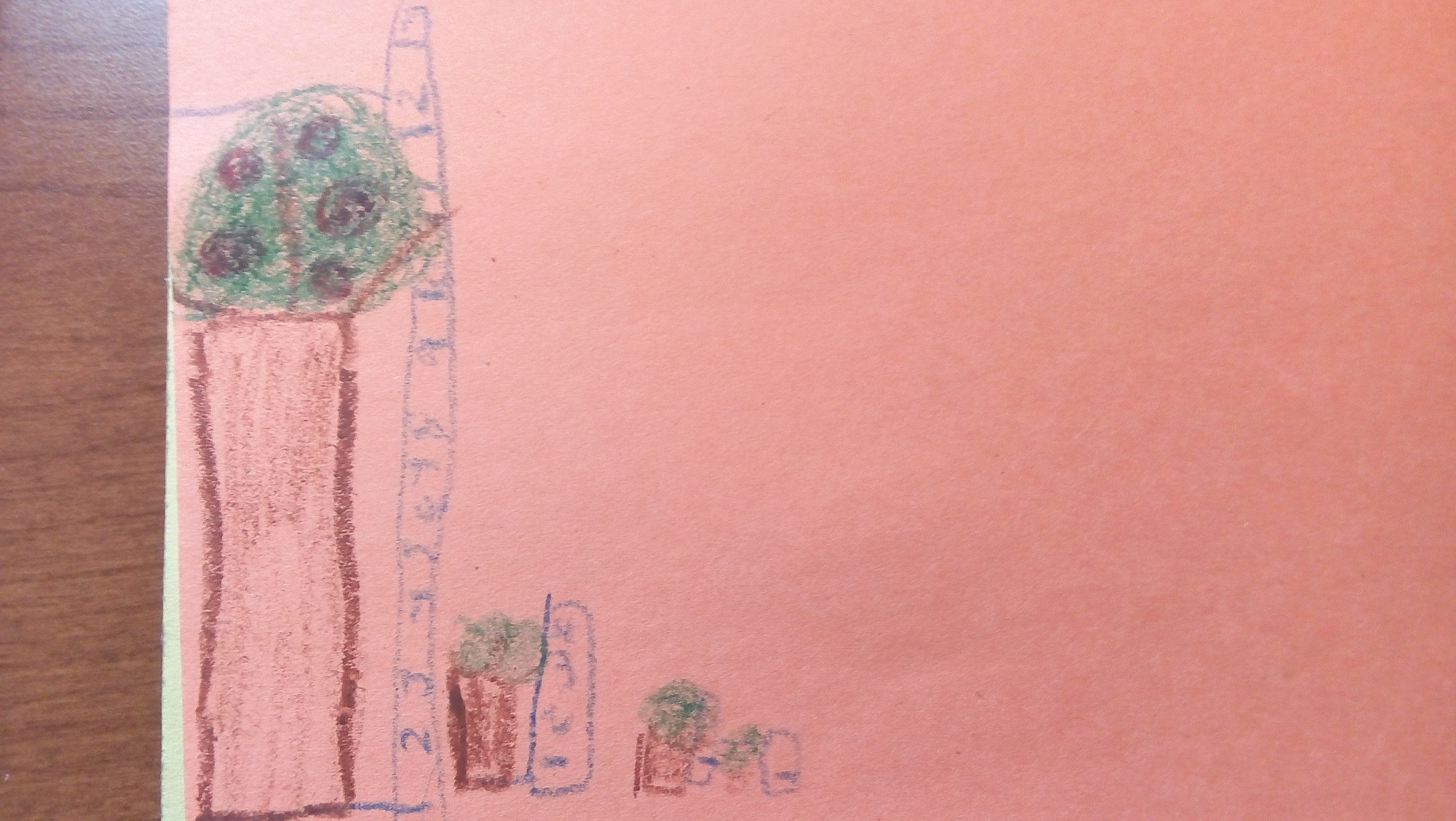 A crayon drawing of four plants increasing in height, with a ruler drawn next to each plant.