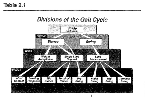 Divisions of the Gait Cycle