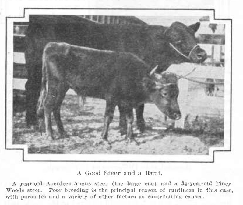 Black and white photo of two cows next to a wooden fence. Caption reads, "A Good Steer and a Runt." More information below.